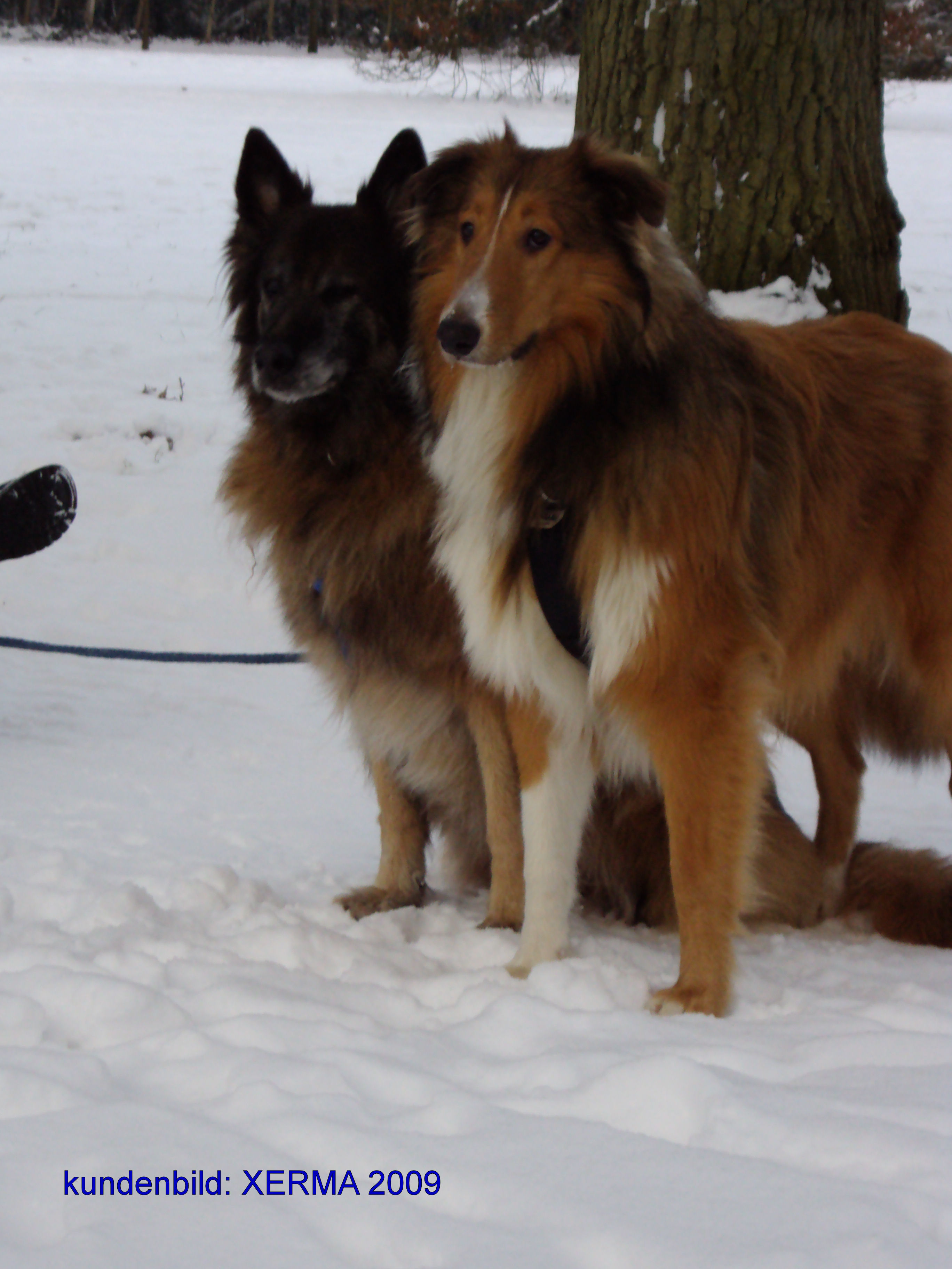 -haaks-collies-2