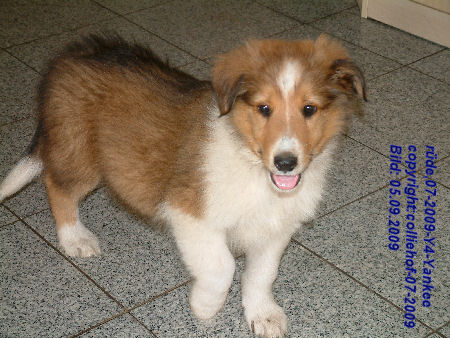 07-09-Y 4-Yankee-b-colliehof