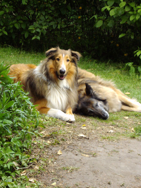 April - Juni 2010 Hunde, Garten, Park etc 274 April - Juni 2010 Hunde, Garten, Park etc 274
