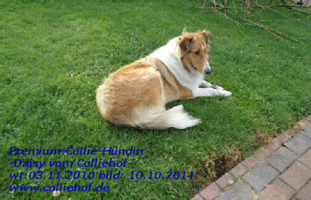 DSC00634-daisy-10-2011