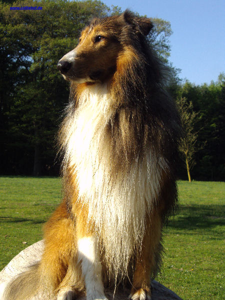 Hannes u. Hunde Fr�hjahr 2011 133-B