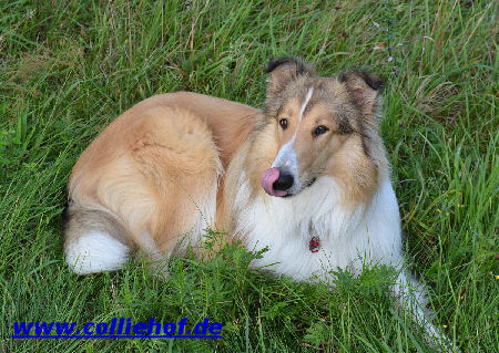 Marvin im Gras2-B