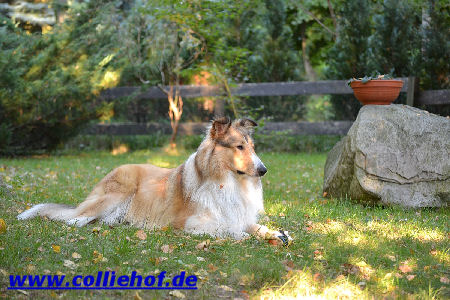 Marvin im Herbst 2011-B