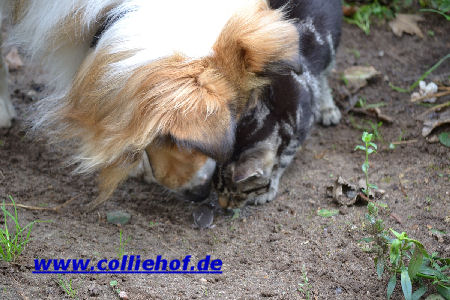 Marvin und Millie finden Maus