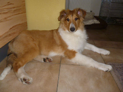 appel-collie-2013-e