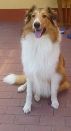 appel-collie-2013-za