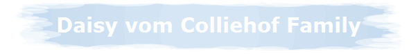 Daisy vom Colliehof Family