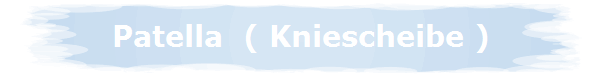 Patella  ( Kniescheibe )