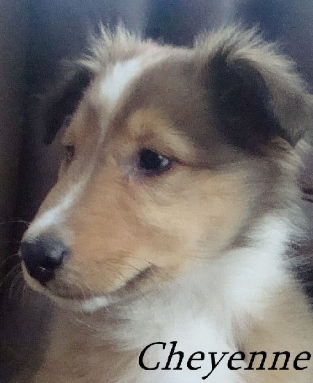 cheyenne-seber-30-05-10-b