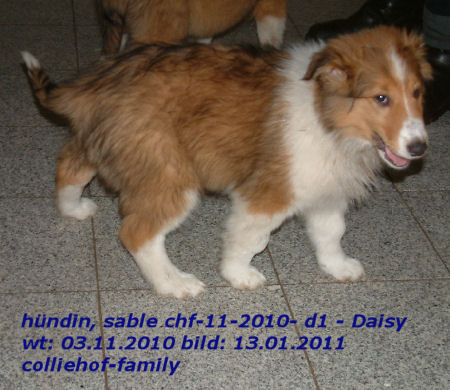 d1-2010-m-daisy-13.01.2011