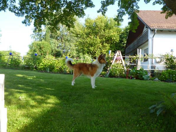 fink-collie-!cid_image008_jpg@01CE7C6C-fink-collie