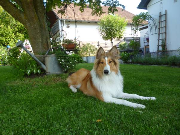 fink-collie-!cid_image010_jpg@01CE7C6C-fink-collie
