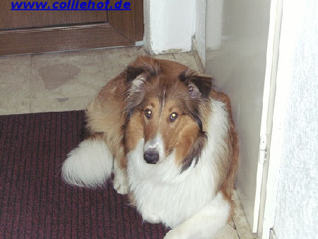 hensler-2011-d