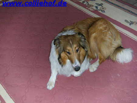 hensler-2011-g