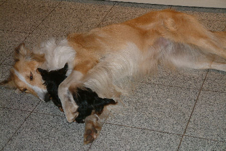 lassie-08-2009b
