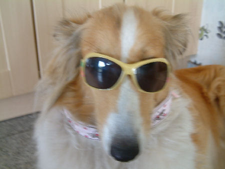 lassie-2010-a