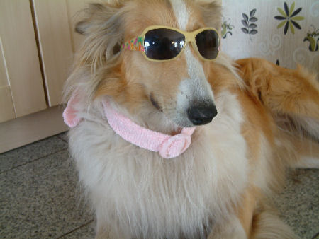 lassie-2010-b