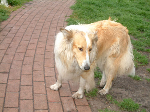 lassie-30-05-10-b