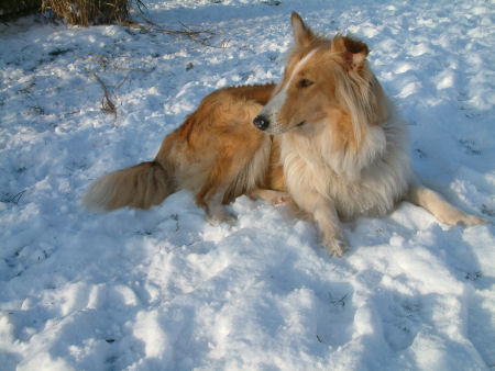 lassie-im-schnee-2009-b