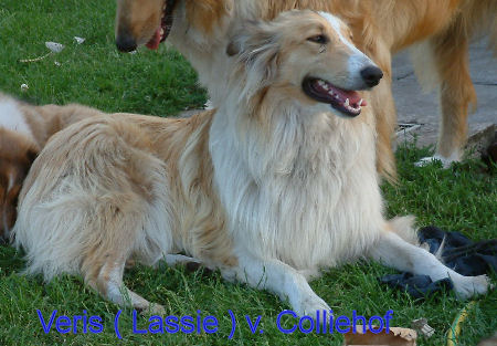 lassie