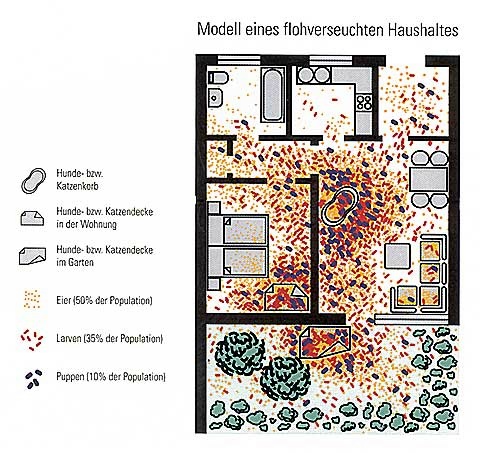 pfizer_floh_Haushalt