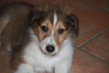steins-collie-2013-a-h1-B