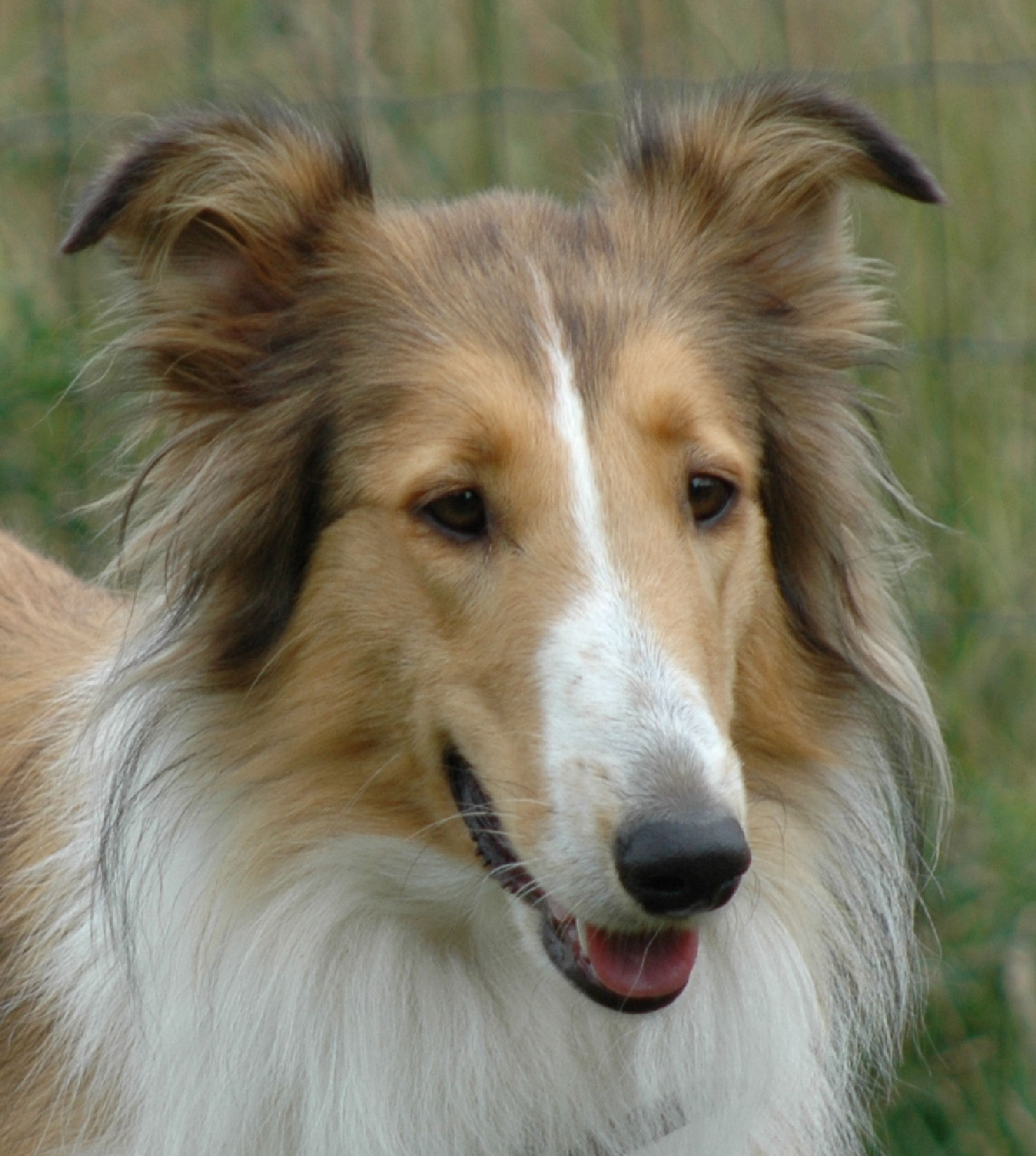 06.08.2011Zari-kopf-1500