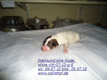 DSC01271-g6-a