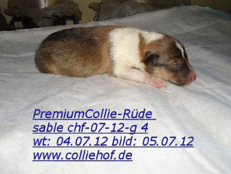 DSC01276-g4-b