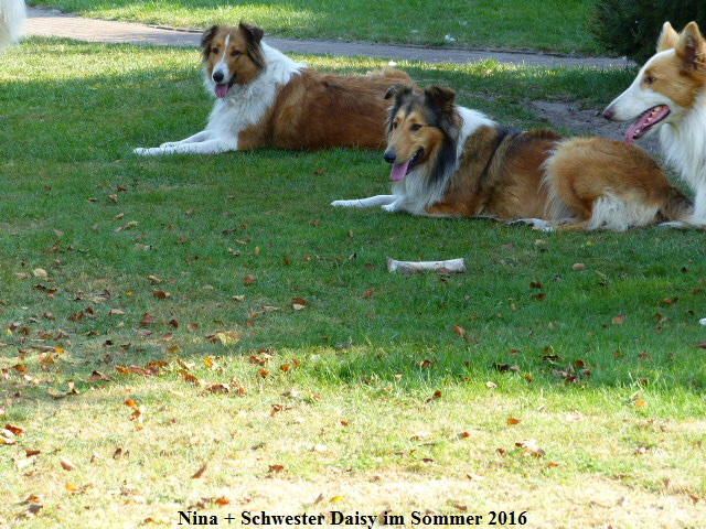 a_P1040198-DAISY_NINA-2016