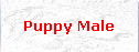 Puppy Male