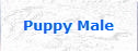 Puppy Male