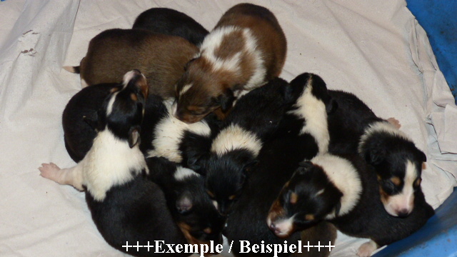 P1070138-gesamt-a-wurf