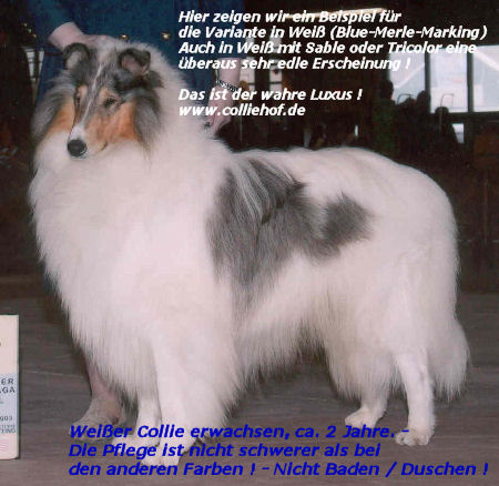 white-collie-adult-2-text